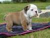 02 Chiots Bouledogue anglais pour adoption - photo 1