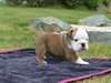 02 Chiots Bouledogue anglais pour adoption - photo 2