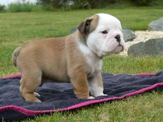 02 Chiots Bouledogue anglais pour adoption