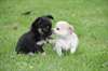 Superbes petits bébés chihuahua - photo 2