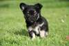 Superbes petits bébés chihuahua - photo 3