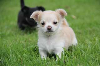 Superbes petits bébés chihuahua