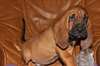 02 Chiots de saint -hubert pour famille serieuse - photo 1