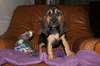 02 Chiots de saint -hubert pour famille serieuse - photo 2