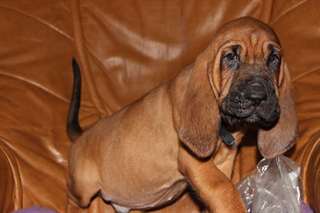 02 Chiots de saint -hubert pour famille serieuse