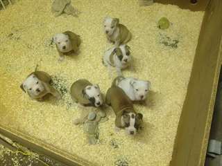 chiots bulldog anglais