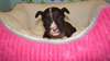 Superbes chiots amstaff mâles et femelles disponib - photo 2