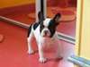 Chiot bouledogue français femelle pure race lof - photo 2