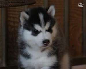 tres adorable chiot type husky siberien femelle