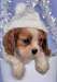 Magnifiques Chiots cavalier king charles disponibl - photo 1