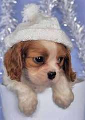 Magnifiques Chiots cavalier king charles disponibl