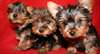 chiots types yorkshire terrier dispo - photo 1