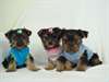 chiots types yorkshire terrier dispo - photo 1