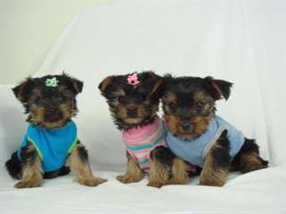chiots types yorkshire terrier dispo