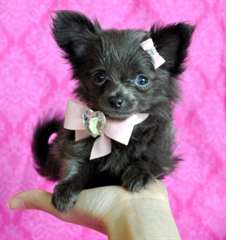 fidèle compagnon (micro toy chiots  chihuahua )pou