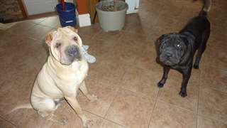couple shapei pure race