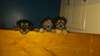 schnauzer croise yorshire - photo 1