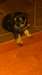schnauzer croise yorshire - photo 2