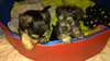 schnauzer croise yorshire - photo 3