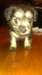 schnauzer croise yorshire - photo 4