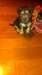 schnauzer croise yorshire - photo 5