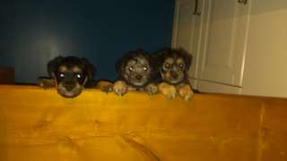 schnauzer croise yorshire