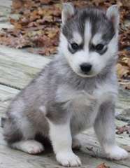 chiots Husky Sibérien