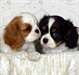 Magnifiques Chiots cavalier king charles disponibl - photo 1
