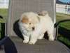 CHIOTS CHOW CHOW DISPONIBLE - photo 1
