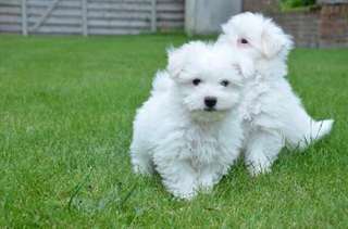 Chiots Bichon Maltais nain