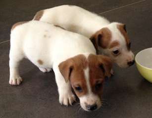 chiots Jack russel