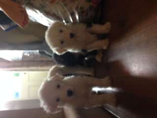 Cute Old English Sheepdog Puppies