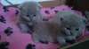 Superbes chatons British Shorthair - photo 1