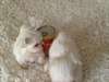 Chiots bichon maltais Lof a réserver au 5144164056 - photo 1