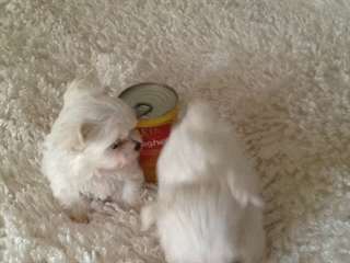 Chiots bichon maltais Lof a réserver au 5144164056