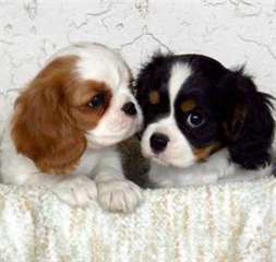 Magnifiques Chiots cavalier king charles disponibl