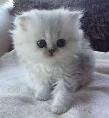 Deux chatons persan chinchilla