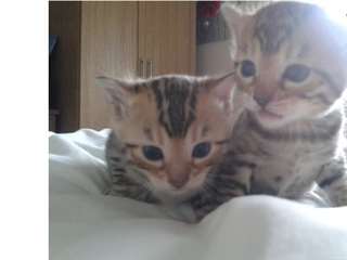 Chatons Bengal affectueux