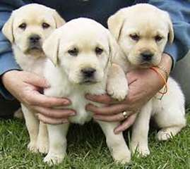 Cute labrador puppies for christmas
