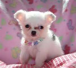 Charmant m&#226;le et femelle chihuahua &#224; donner