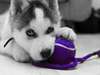 Des sublimes chiots siberien husky - photo 1