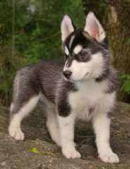 chiots husky sib&#233;rien disponible ...
