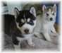 chiots husky sibérien disponible ... - photo 1