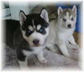 chiots husky sibérien disponible ...
