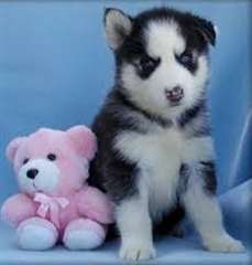 chiots husky sibérien disponible ...