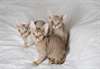 chatons rex devon à vendre - photo 1