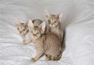 chatons rex devon à vendre
