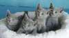 Chatons bleus russes à vendre - photo 1
