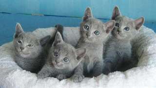 Chatons bleus russes à vendre