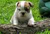 Magnifiques chiots bulldog anglais - photo 3